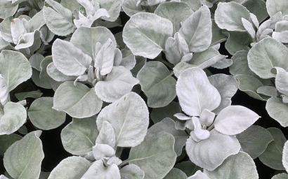 senecio candicans "angel wings"